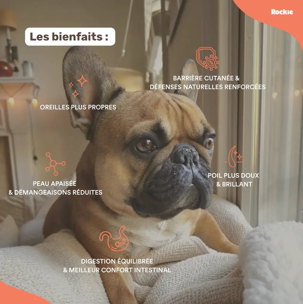 Fiche produit Rockie.