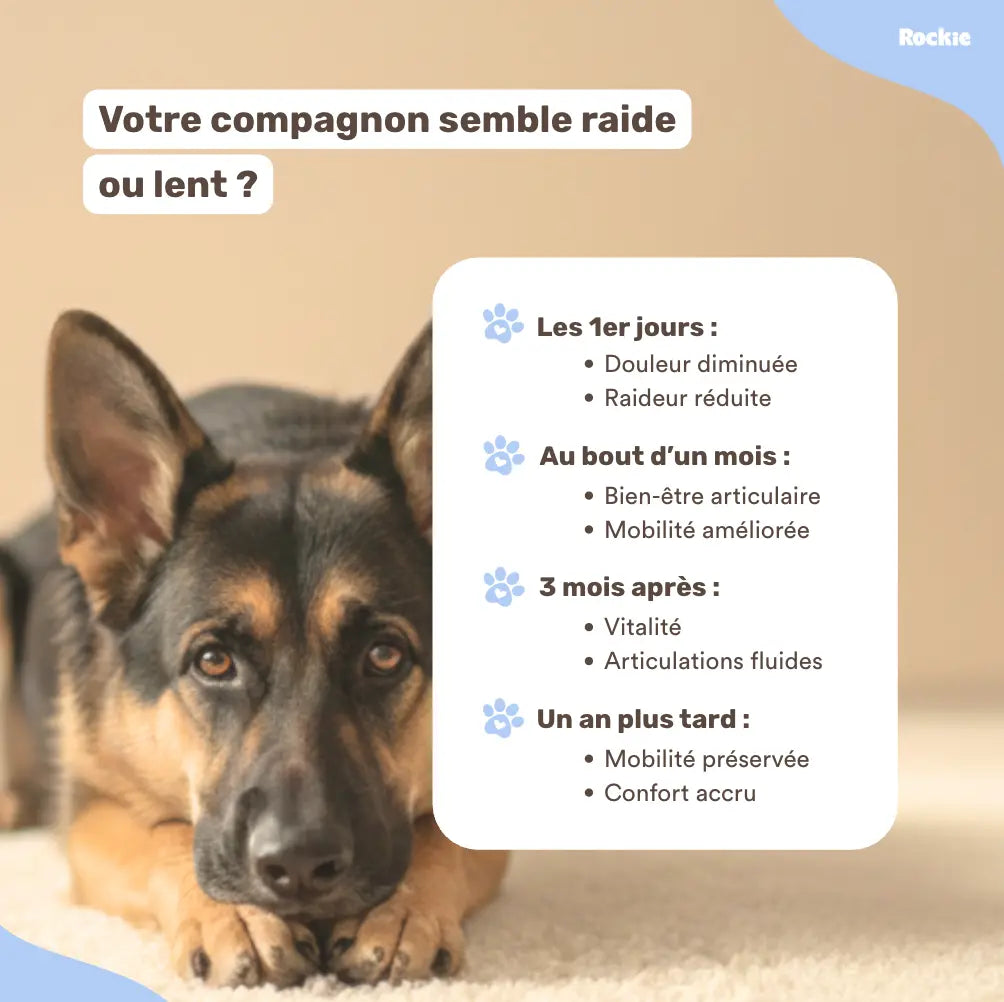 Fiche produit Rockie.