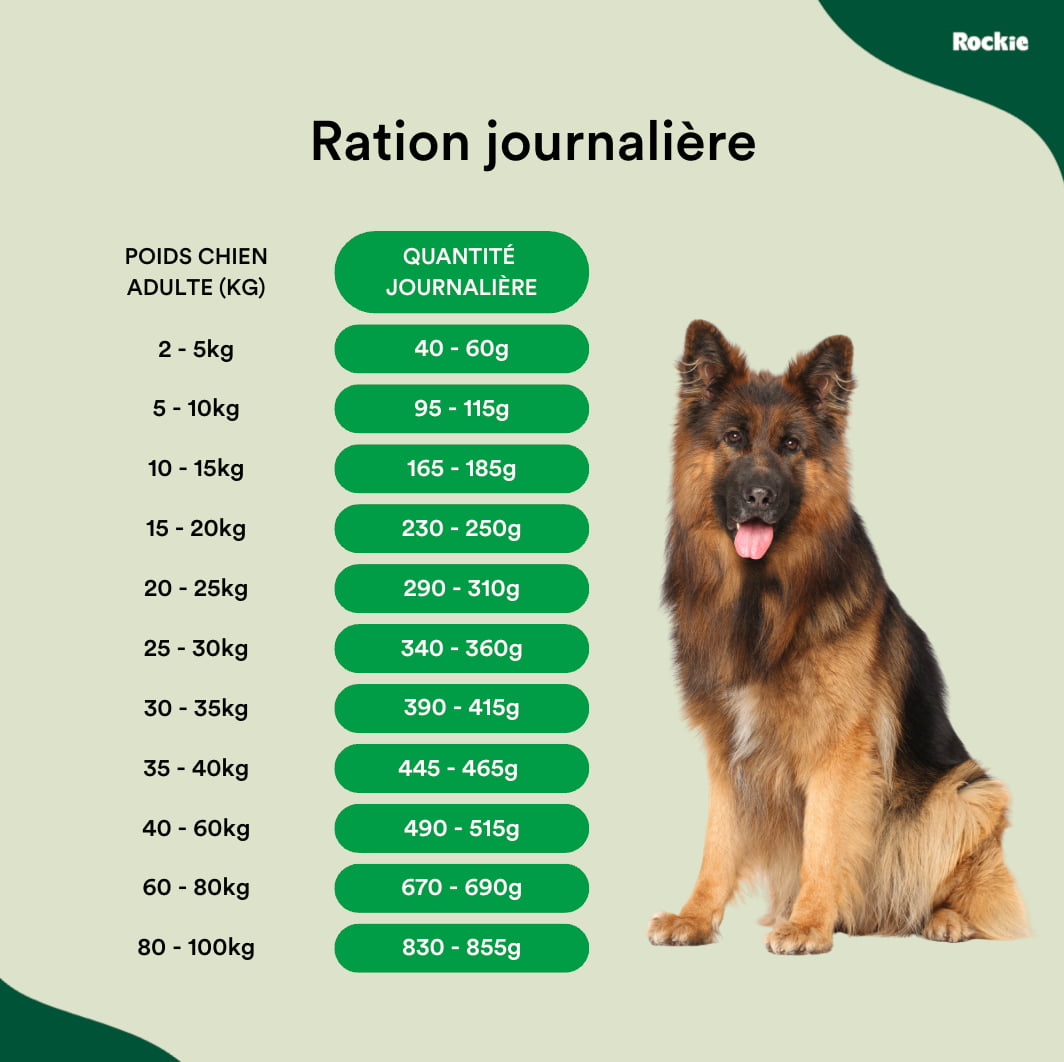 Chiens Digestion sensible