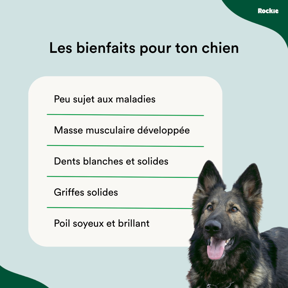Croquettes riches en protéines