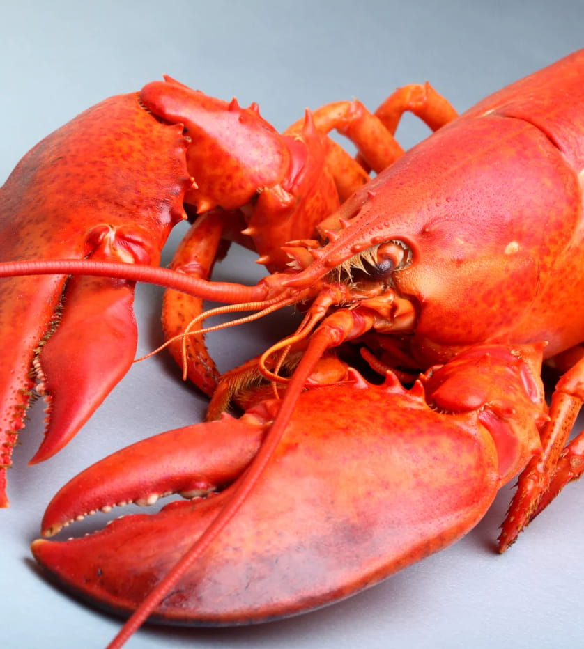 Homard représentant la glucosamine.