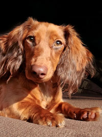 Teckel roux à poil long.