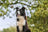 +3 000 chiens soulagés