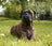 +3 000 chiens soulagés