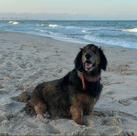 Petit chien sur la plage.