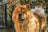 +3 000 chiens soulagés