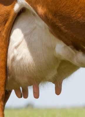 Colostrum