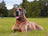 +3 000 chiens soulagés