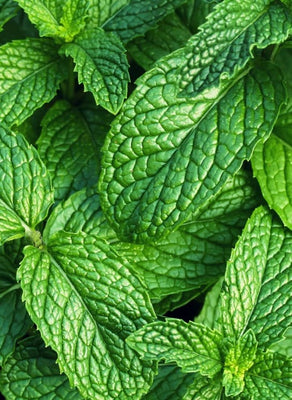Extrait de menthe