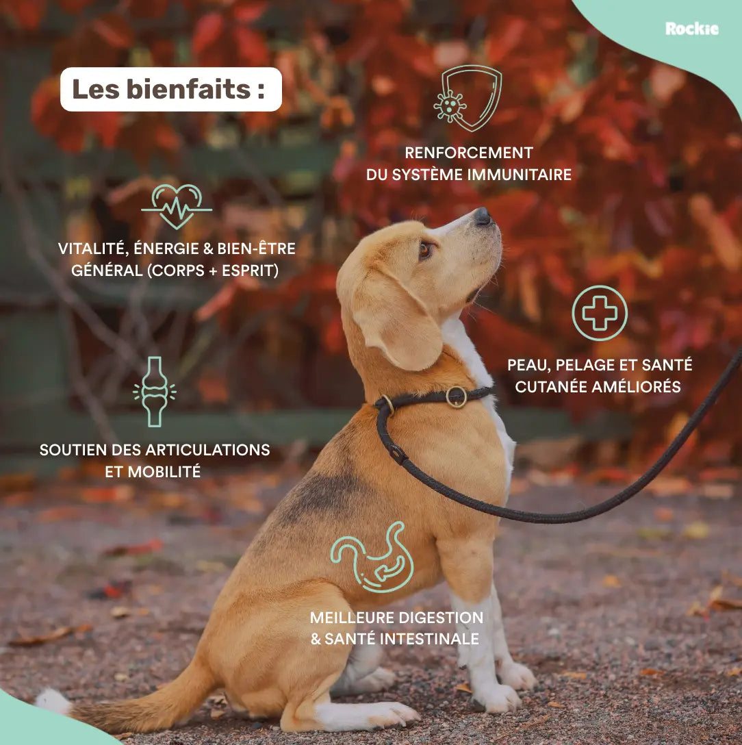 Fiche produit Rockie.