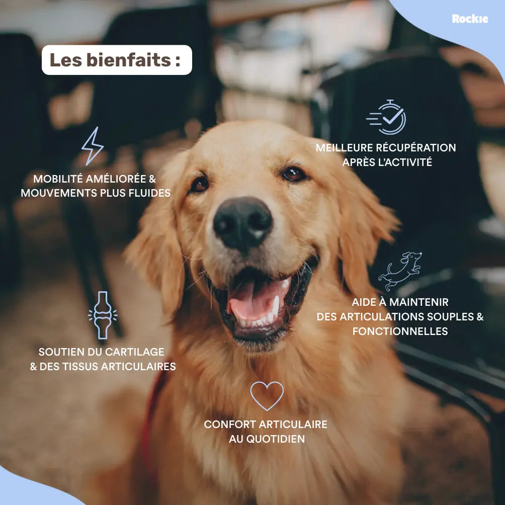 Fiche produit Rockie.