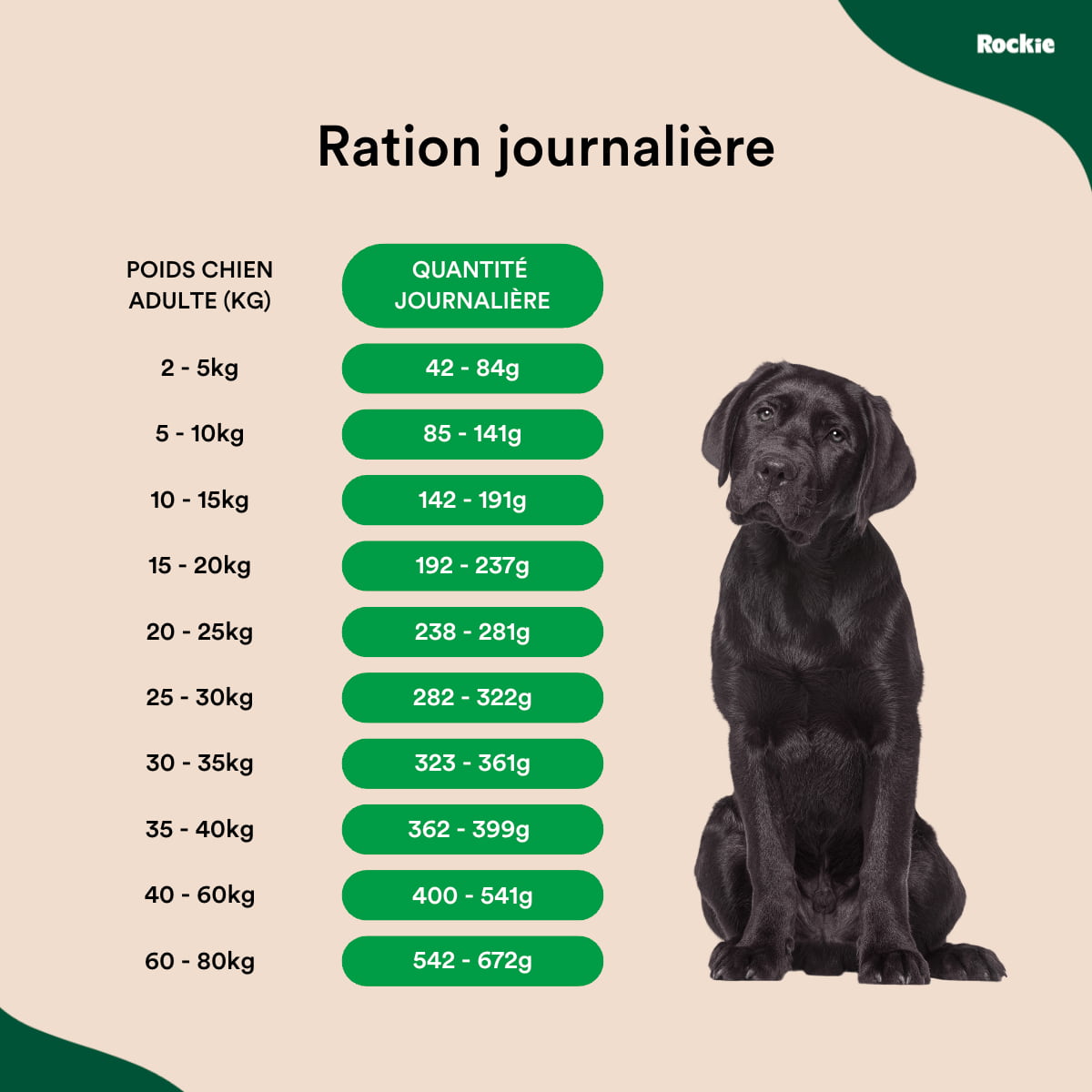 Croquettes chiens stérilisés
