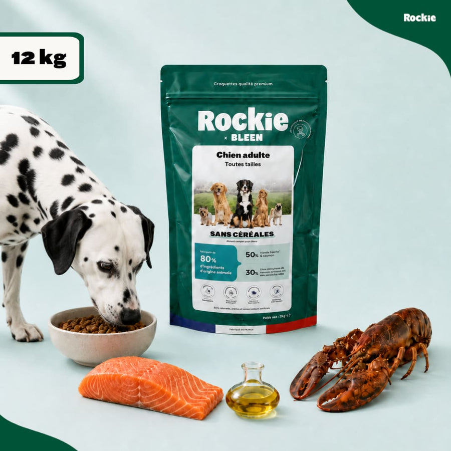 Chiens actifs toutes tailles