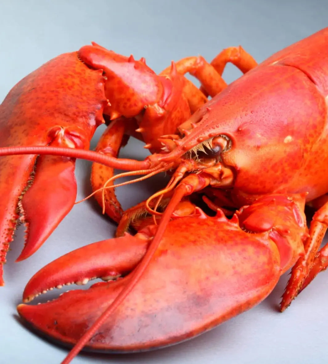 Homard représentant la glucosamine.