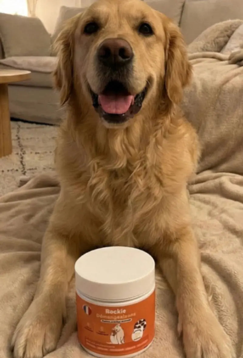 Golden retriever et pot démangeaisons Rockie.
