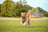 +3 000 chiens soulagés