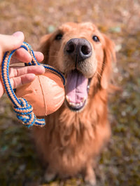 Golden retriever avec jouet.
