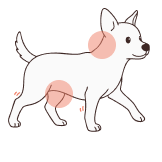 Renforce la peau et le pelage