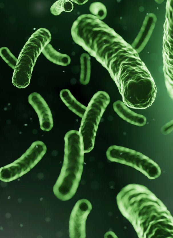 Lactobacillus helveticus