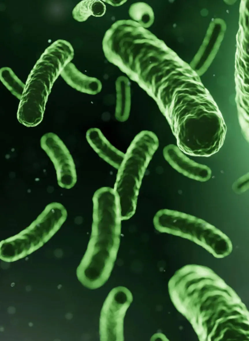 Lactobacillus helveticus