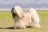 +3 000 chiens soulagés