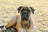 +3 000 chiens soulagés