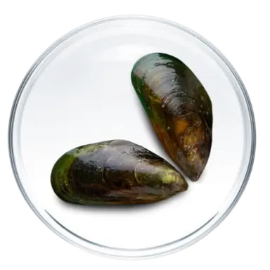 Moule verte