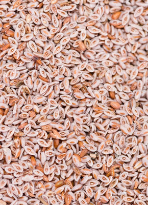 Psyllium