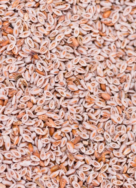 Psyllium