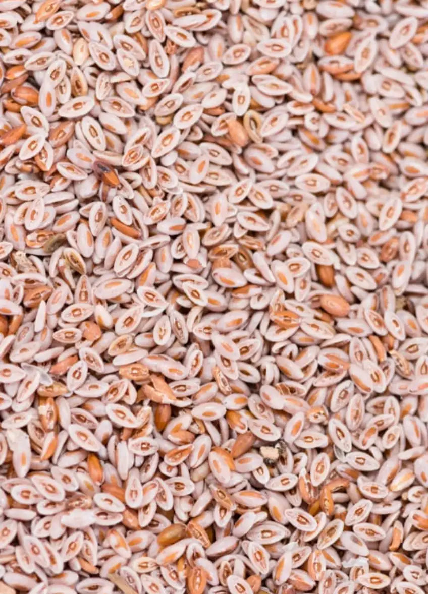 Psyllium