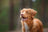 +3 000 chiens soulagés