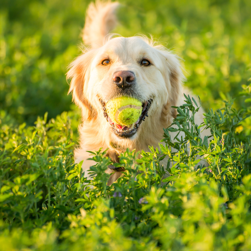 Chien qui court dans un champ