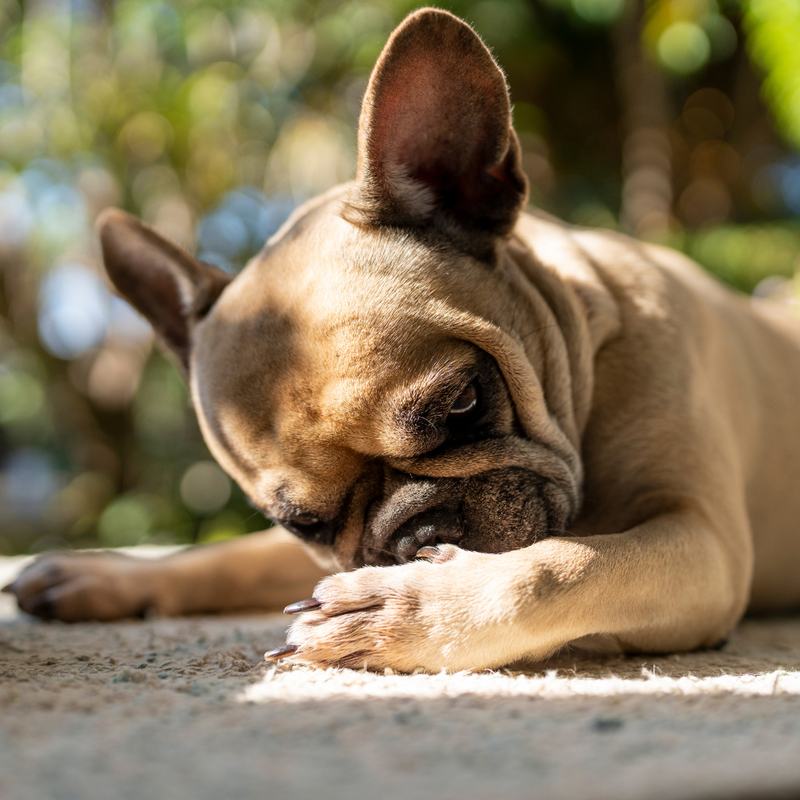 Fabrication française Rockie