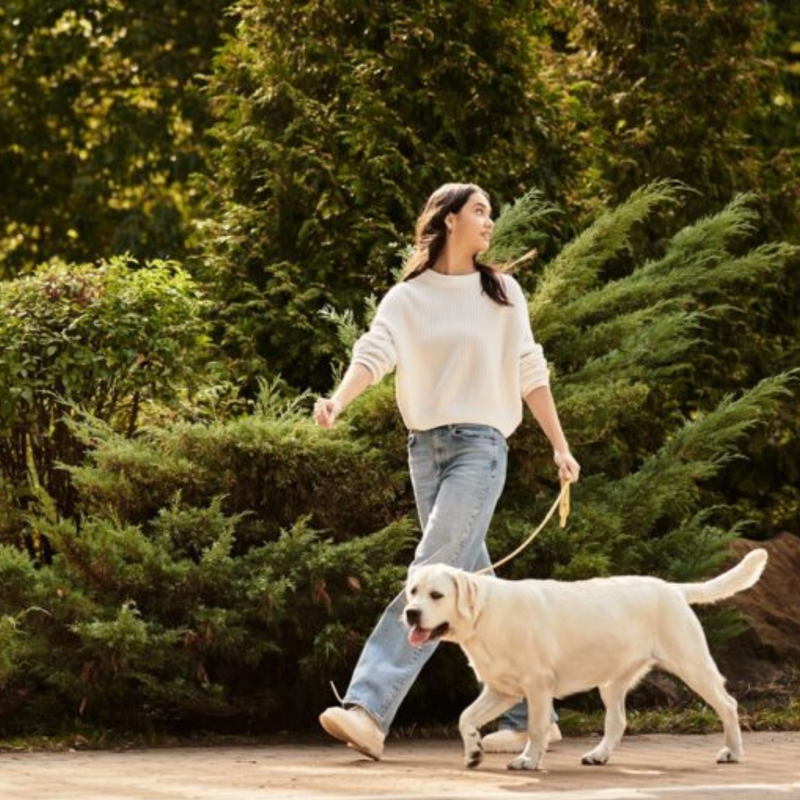 Lien humain-chien Rockie