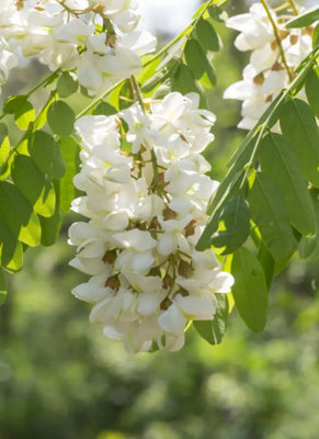 Sophora japonica