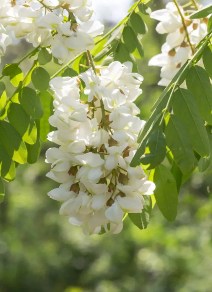 Sophora japonica