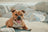 +3 000 chiens soulagés