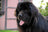 +3 000 chiens soulagés